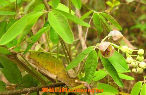 金丝木通的功效与作用 金丝木通的副作用