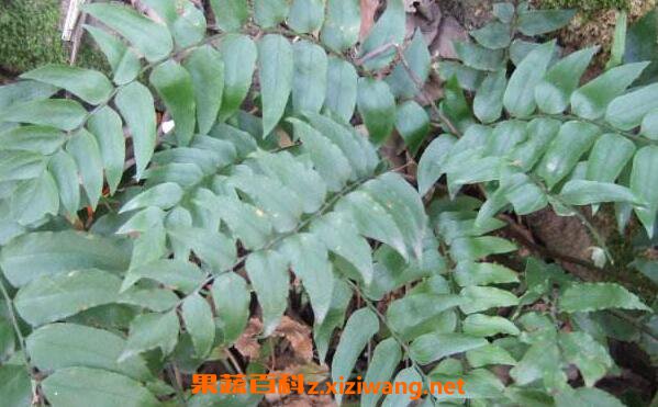 贯众有毒吗 贯众的副作用有哪些