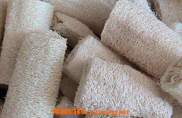 丝瓜络的功效与作用 丝瓜络的副作用