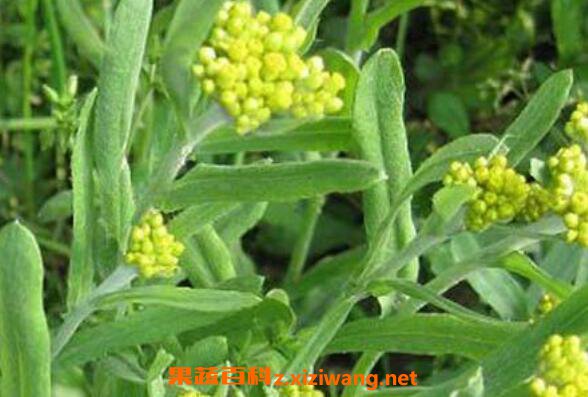 糯米草的功效与禁忌 糯米草的吃法