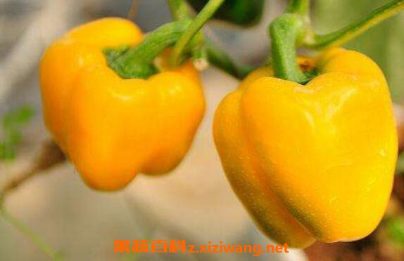 黄青椒的功效与作用