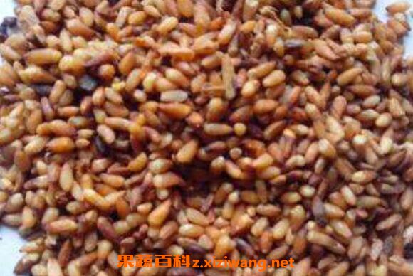 炒柏子仁的功效与作用