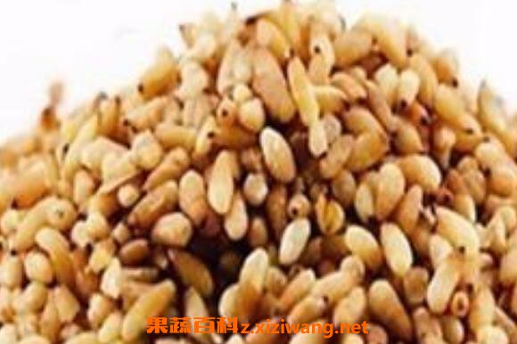 炒柏子仁的功效与作用