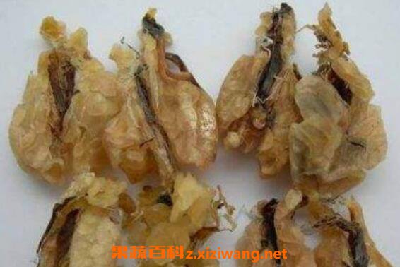 东北蛤蟆油的功效与作用 东北蛤蟆油的禁忌