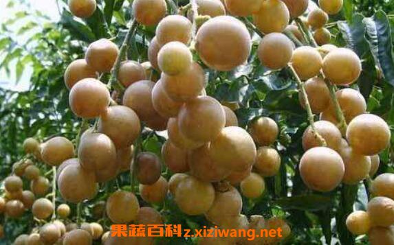 黄皮果泡水的功效作用