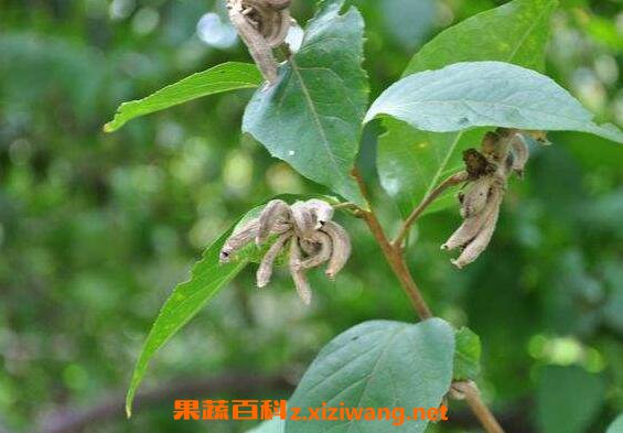 粟米草的功效与作用 粟米草的药用价值