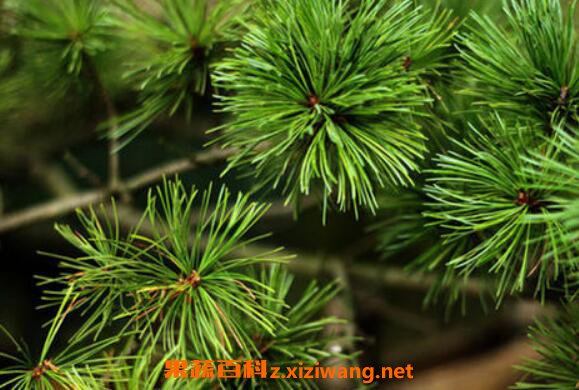 鲜松叶的副作用 鲜松叶神奇的药用价值