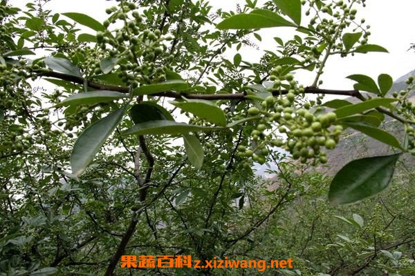 山花椒