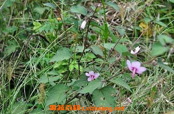 地桃花的功效与作用 地桃花的药用价值