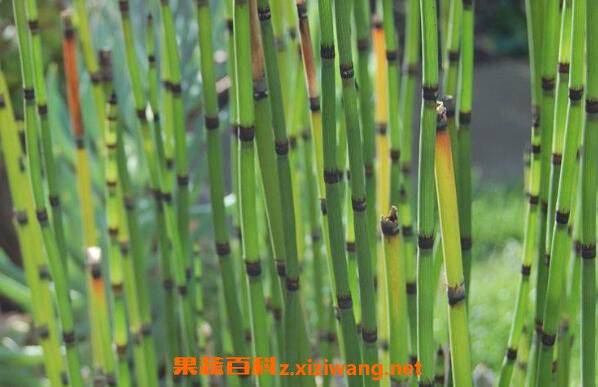 木贼的功效与作用及药用价值