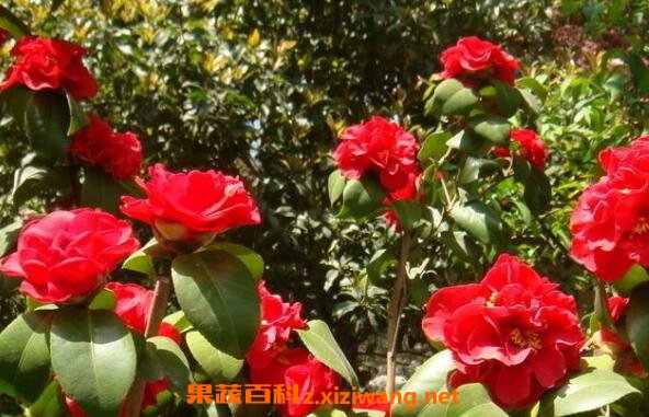 山茶花的功效与作用 山茶花的美容功效