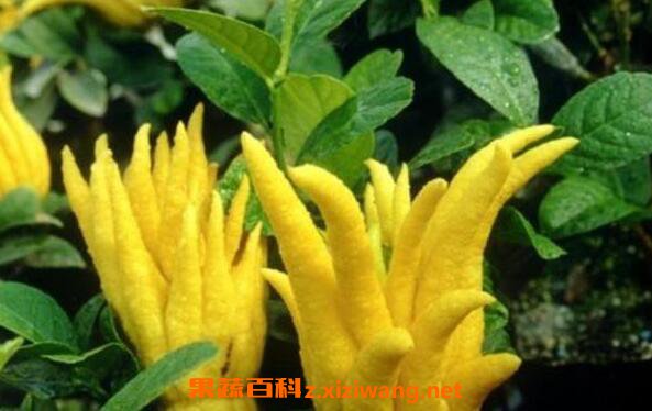 佛手果</div>
<div class=