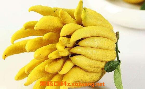 腌制佛手果的功效与作用