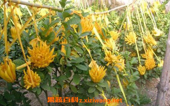 腌制佛手果的功效与作用