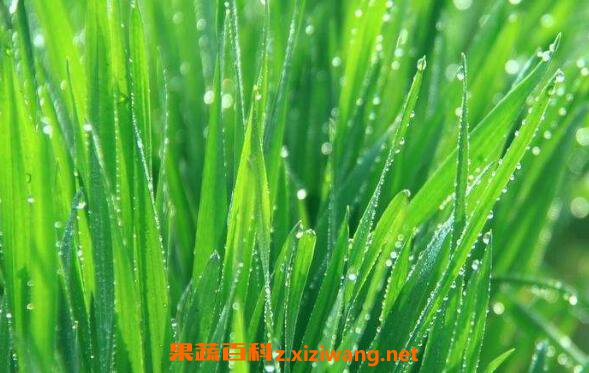 大麦苗和小麦苗的区别 吃大麦苗的好处