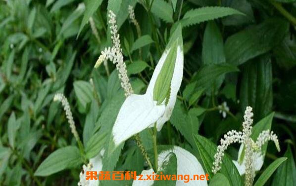三白草根的功效与作用