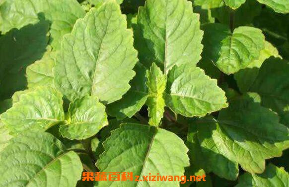 广藿香和藿香有啥区别 广藿香的功效