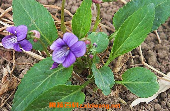紫花地丁的功效作用 紫花地丁的药用价值