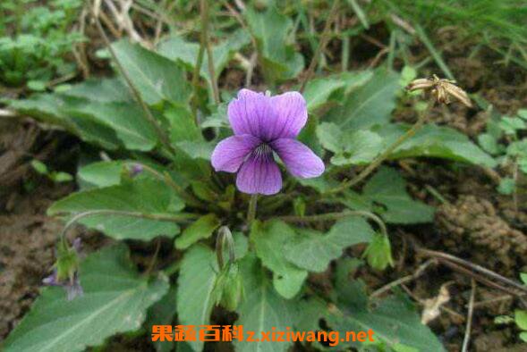 紫花地丁的功效作用 紫花地丁的药用价值
