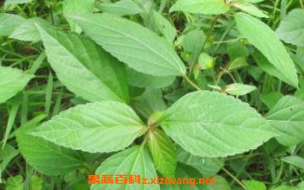 铁苋菜的吃法 铁苋菜的食用方法