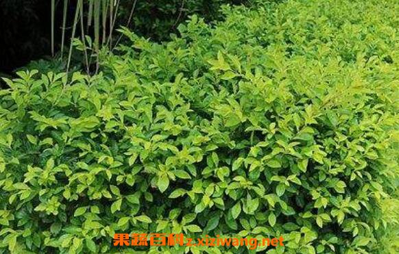 黄金叶怎么养 绿植黄金叶的养护管理