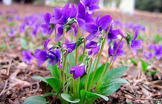紫花地丁的作用与功效 紫花地丁的药用价值