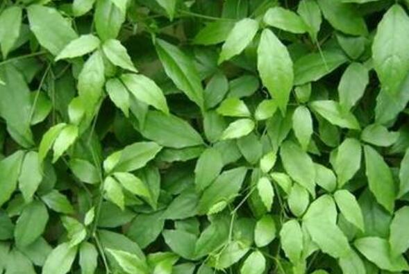 三叶青如何种植 三叶青粉怎么服用