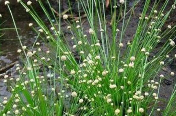 谷精草的功效与作用 谷精草的药用价值