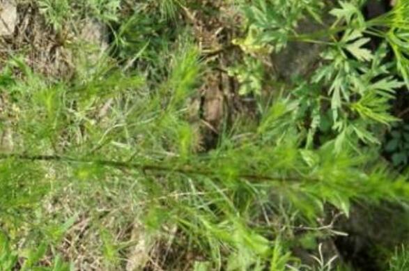 饽饽蒿的功效与作用 勃勃蒿有什么药用价值