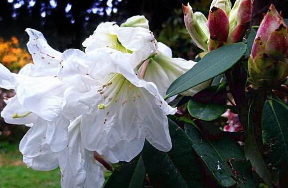 白花杜鹃根的功效与作用及药用价值