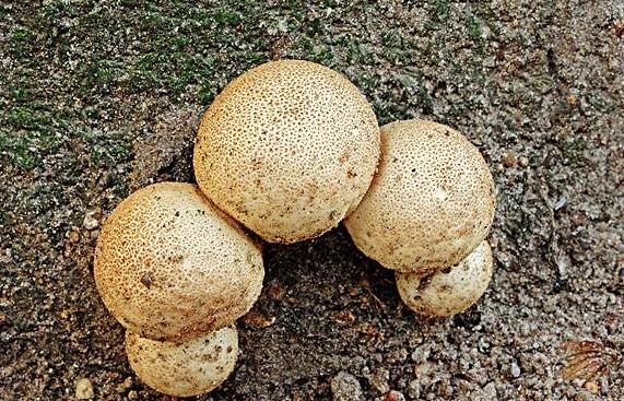 灰孢菇与马勃的区别 灰孢菇的功效与作用