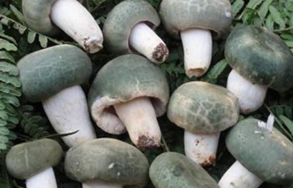 晒干的青头菌怎么吃 青头菌的正确食用方法