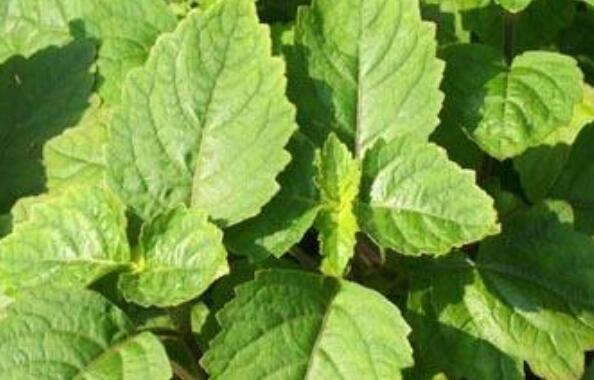 广藿香精油的功效与作用 广藿香精油的禁忌