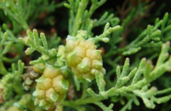 丝柏和柏树的区别 丝柏的功效与作用