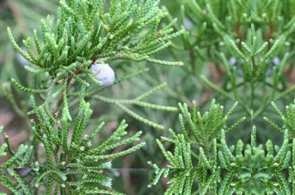 丝柏和柏树的区别 丝柏的功效与作用