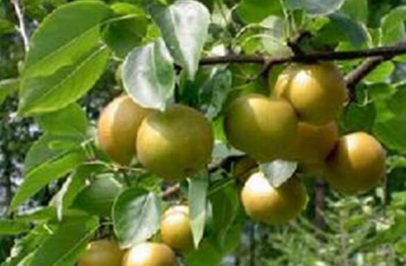 沙梨叶的功效与作用