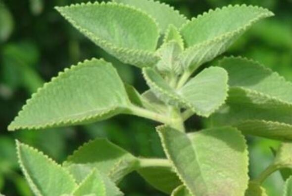 中药牛尾蕨的功效与作用 牛尾蕨的禁忌