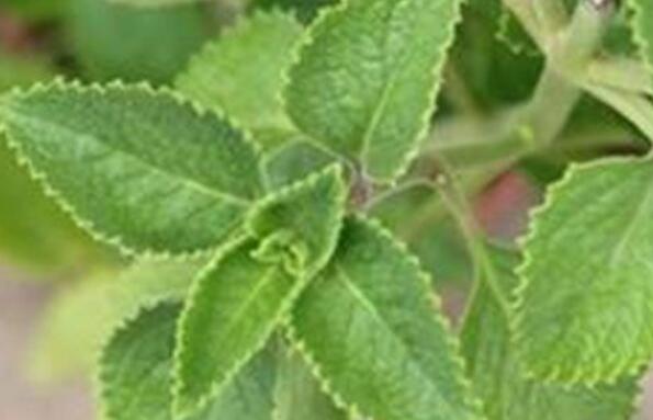 中药牛尾蕨的功效与作用 牛尾蕨的禁忌