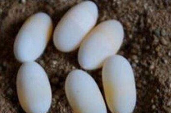 甲鱼蛋的功效与作用 甲鱼蛋的副作用