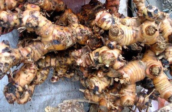 乌野山姜的功效与作用