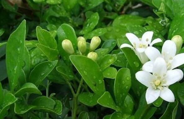 九里香的功效与作用 九里香的禁忌