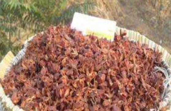 柏树籽装枕头有何害处 柏壳枕头副作用