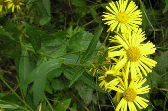 旋覆花的功效与作用 旋覆花的副作用