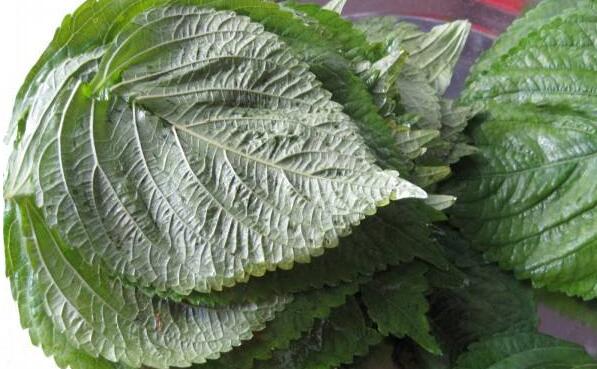 白苏叶和紫苏叶的区别