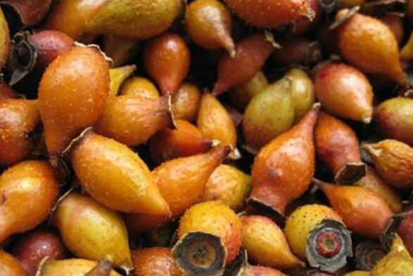 金樱子的食用方法 金樱子怎么吃