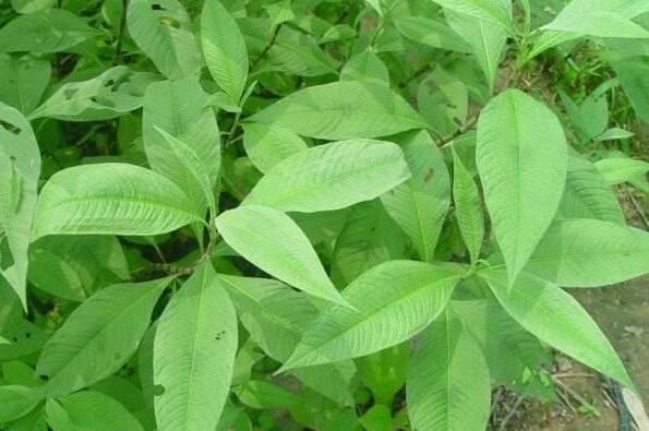 酸模叶的功效与作用 酸模叶的禁忌