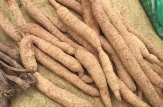 大力牛与牛大力的区别 大力牛的功效与作用