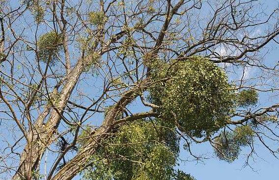 槲寄生的功效与作用