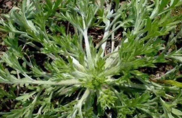 金钟茵陈的功效与作用