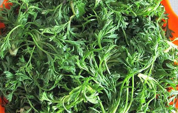 金钟茵陈的功效与作用及药用价值